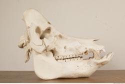 Photo References of Skull